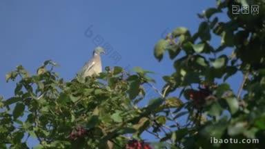 鸽子静静地坐在摇曳的树枝上，迎着湛蓝的天空飞翔